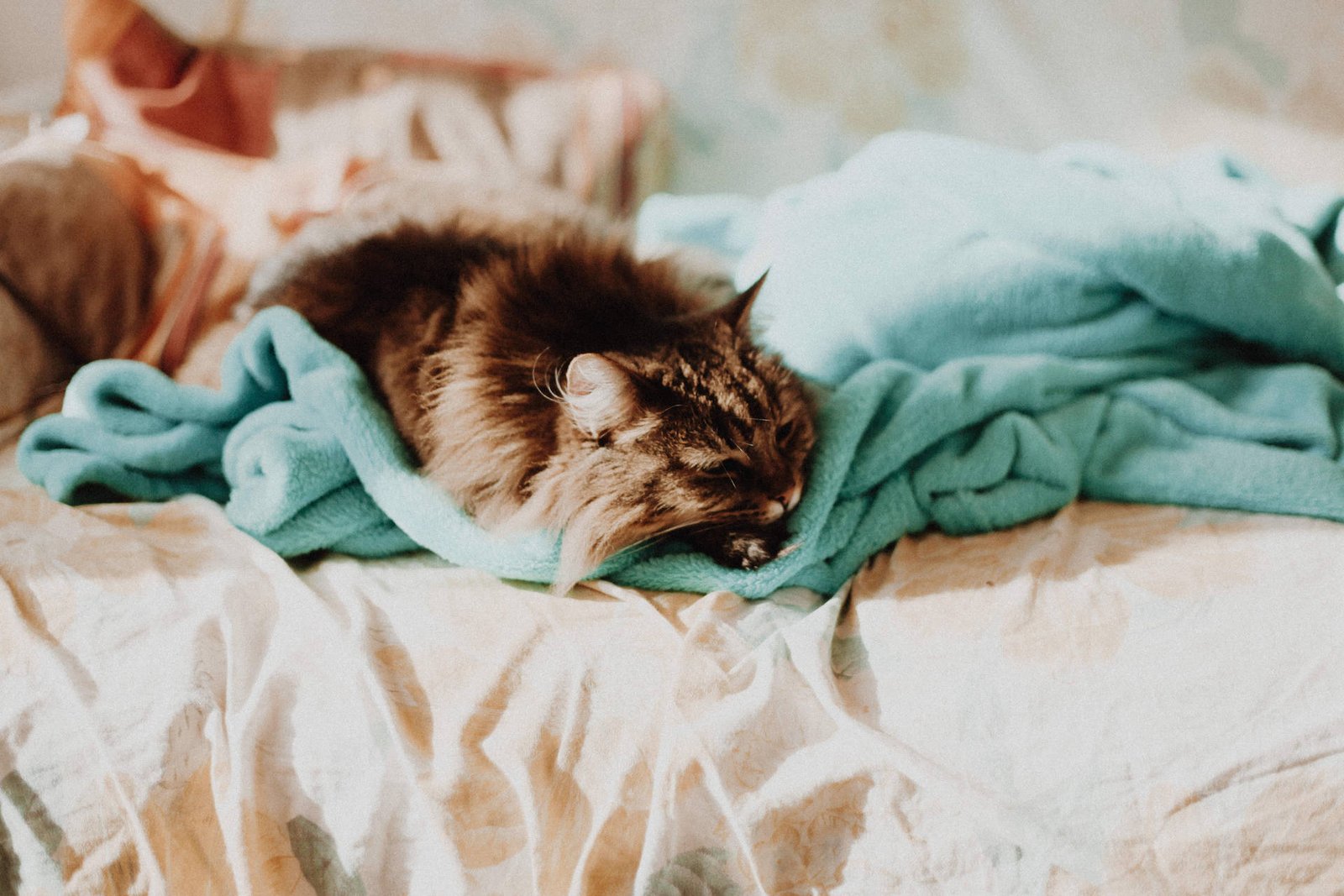 Review: OpenAI Admits GPT-4’s ‘Lazy’ Behavior: What You Need to Know D koi Fc1GBkmV Dw unsplash