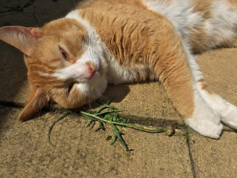 Vomissements, diarrhée et perte d’appétit en été chez le chat : causes, signaux d’alerte et quoi faire