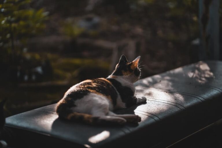 Sorties et chaleur : balcon, terrasse, jardin — risques et précautions pour un chat en été