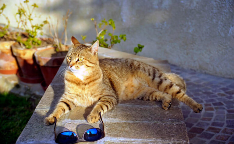 Coup de chaleur chez le chat : symptômes, prévention et gestes d’urgence