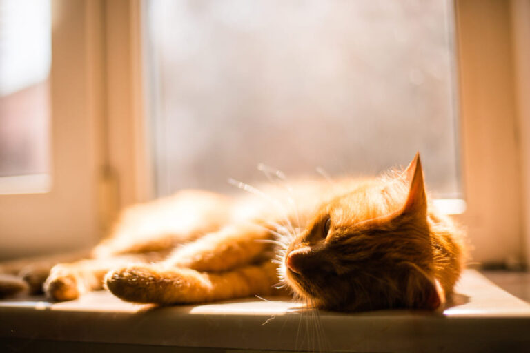 Chaleur douce du printemps : comment gérer un chat qui cherche les rayons du soleil ?