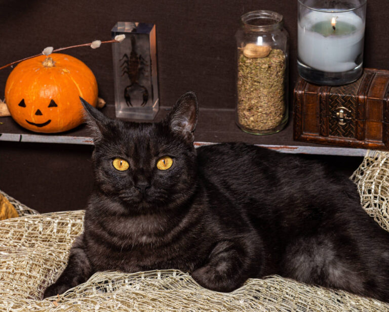 Halloween et automne : citrouilles, décorations et bougies — dangers et prévention pour le chat