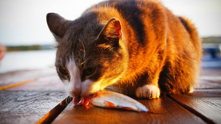 Faut-il adapter l’alimentation du chat en été ? Appétit, pâtée, rations et conseils vétérinaires