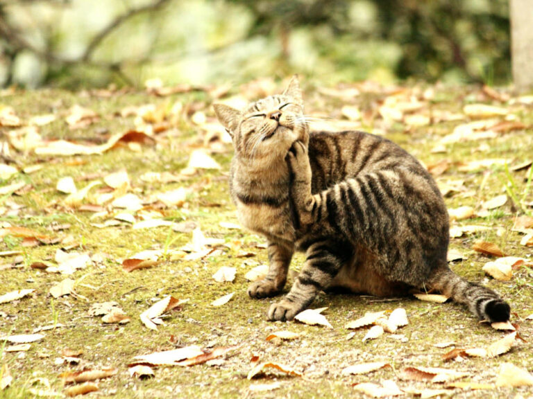 Parasites en automne chez le chat : puces, tiques et vers — prévention complète