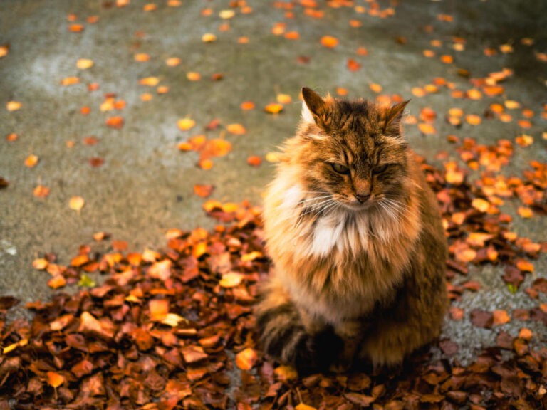 Boules de poils en automne chez le chat : pourquoi elles augmentent et comment les prévenir
