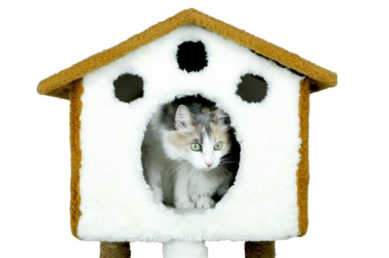Les meilleurs abris d’hiver pour chats d’extérieur : comment choisir le modèle idéal ?