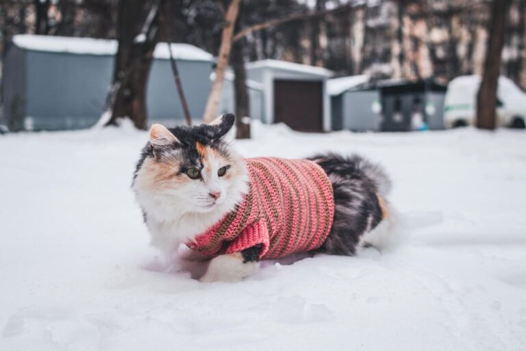Comment protéger son chat d’extérieur en hiver ? Abri, couchage, nourriture, dangers