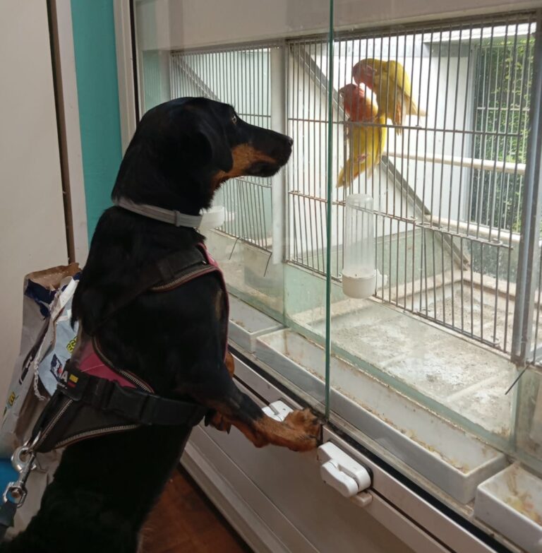 Leishmaniose chez le chien : risques en été, prévention et zones à risque