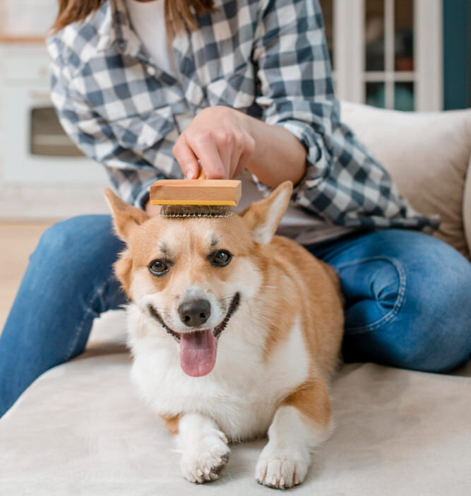 Toilettage et poil du chien en été : faut-il tondre ? Idées reçues et bonnes pratiques
