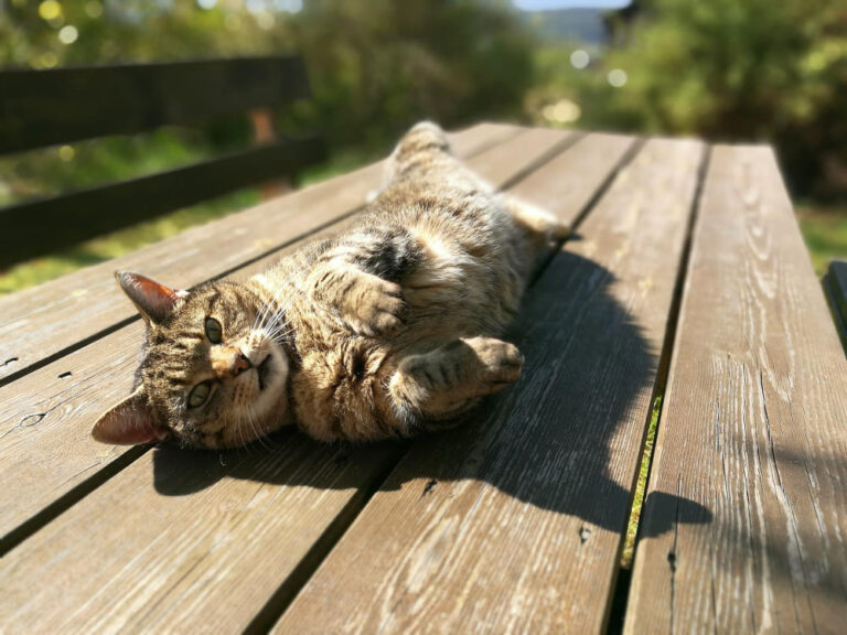 Maison et été : garder son logement “cat-friendly” (ventilation, fenêtres, climatisation, sécurité)
