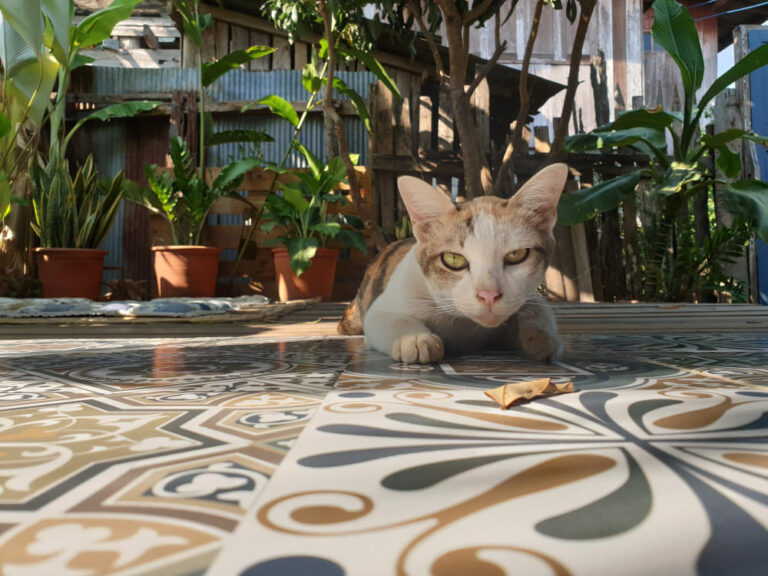 Vacances d’été avec un chat : pension, pet-sitter, déménagement temporaire et sécurité