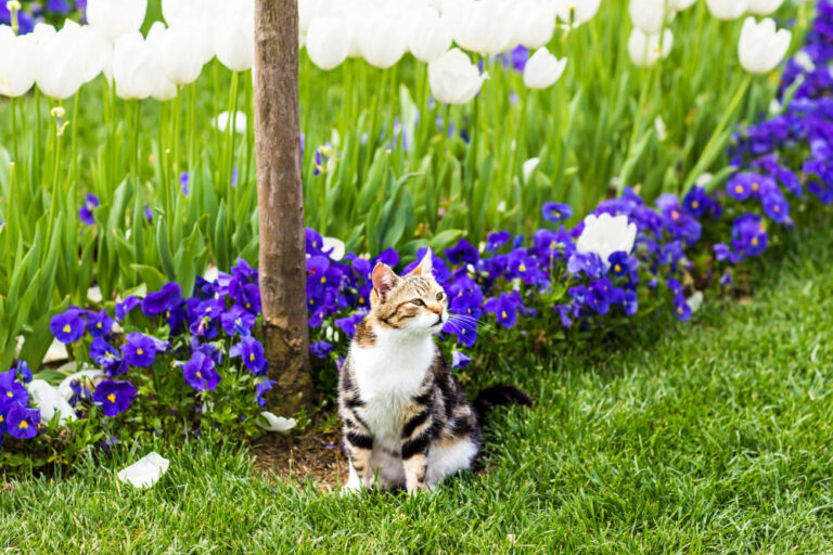 Chat et sorties printanières : risques de fugue, reproduction et bagarres