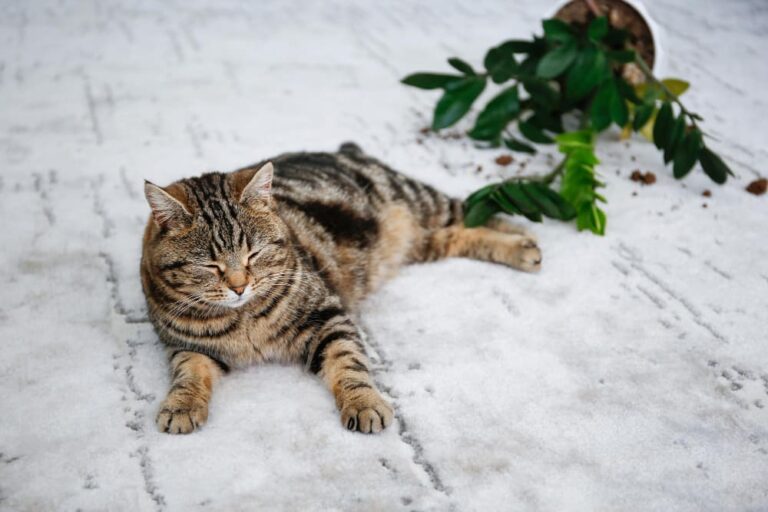 Mon chat dort dans des endroits froids : est-ce dangereux ? Comment le sécuriser ?