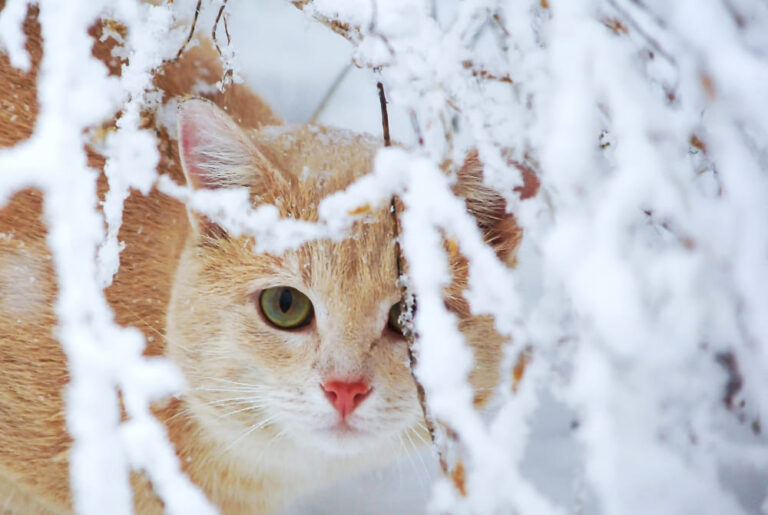 Hypothermie chez le chat : symptômes, urgences et conduite à tenir en hiver