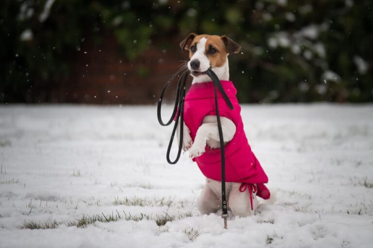 Promener son chien en hiver : conseils essentiels, erreurs à éviter et risques cachés