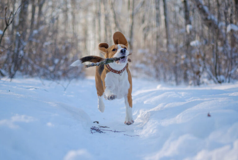Chien et neige : dangers, protection et bonnes pratiques pour jouer dehors