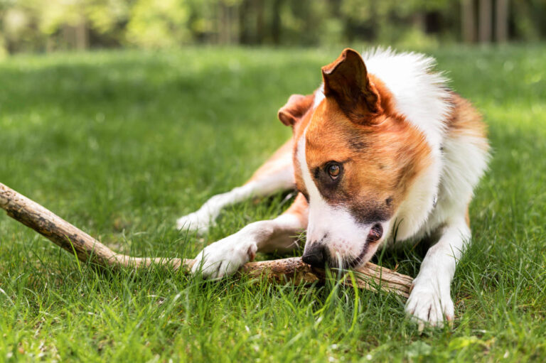 Comment préparer son jardin pour le printemps quand on a un chien ? Sécurité, plantes safe, jeux & aménagements
