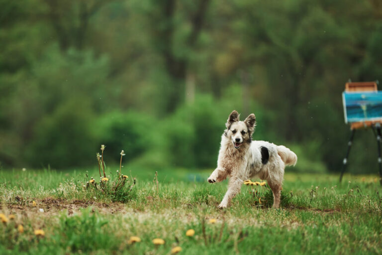Activités à faire avec son chien au printemps : idées, précautions et matériel indispensable