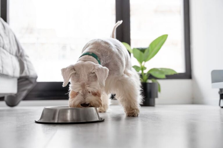 Faut-il adapter l’alimentation du chien en été ? Conseils vétérinaires essentiels