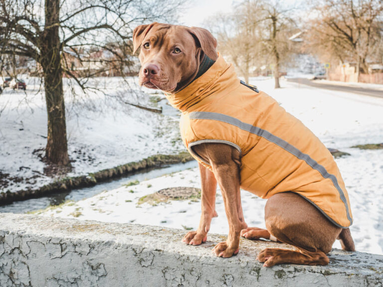 Les meilleurs manteaux d’hiver pour chien : guide complet pour choisir le bon modèle