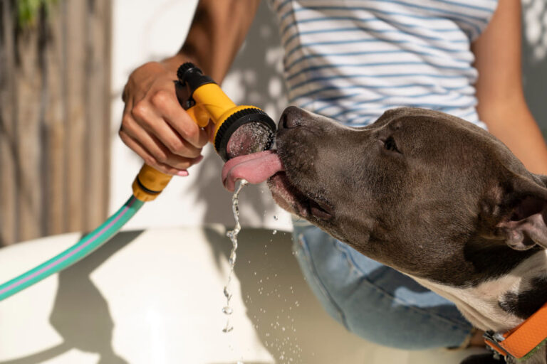 Hydratation du chien en été : combien d’eau, signes de déshydratation et astuces essentielles