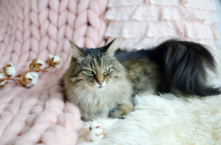 Comment préparer la maison au printemps quand on a un chat ? Odeurs, poils et nettoyage