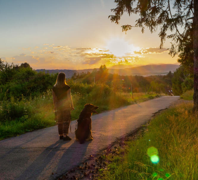 Promener son chien en été : horaires, bitume chaud, risques et solutions