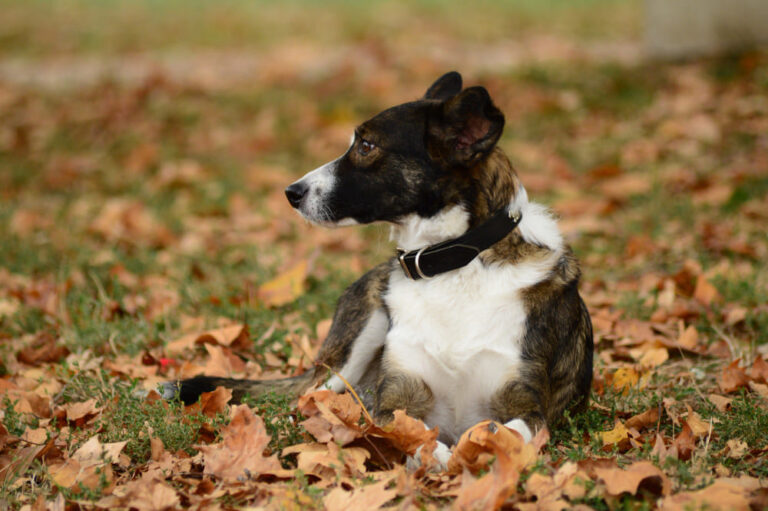 Tiques en automne : pourquoi elles sont encore actives et comment protéger son chien